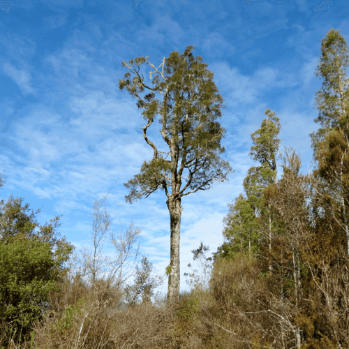 Kahikatea