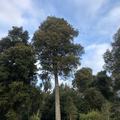 Kahikatea