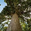 Kauri
