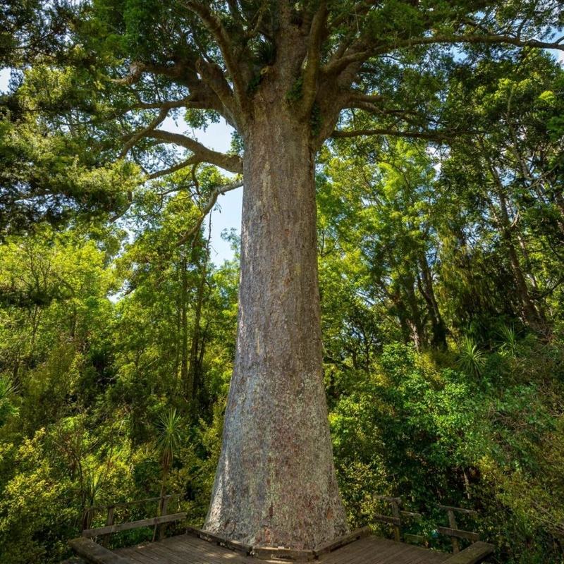 Kauri