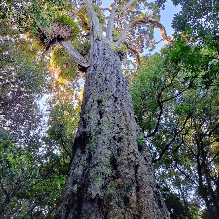 Rimu